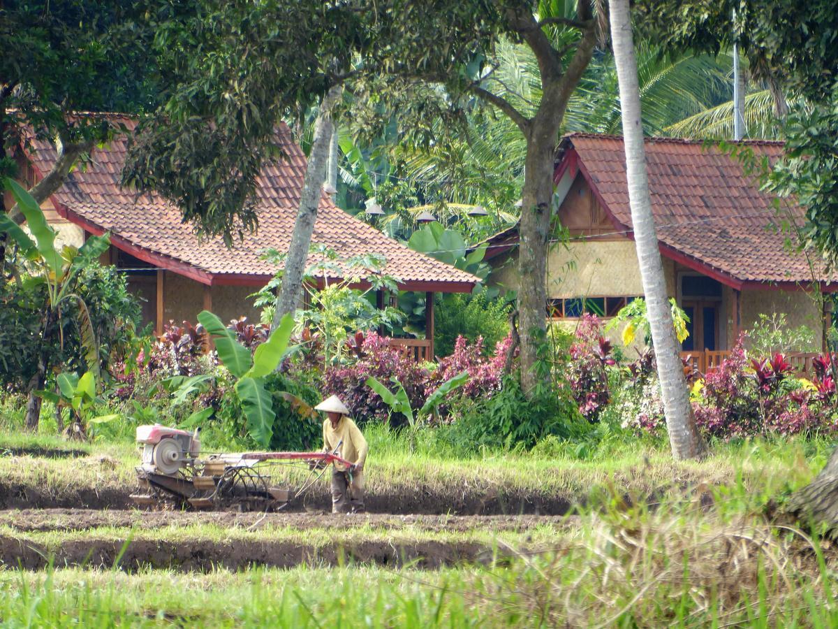 Banyu Homestay Banyuwangi  Buitenkant foto